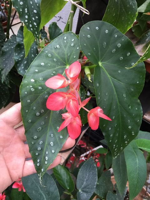 B. ‘Florence Red’